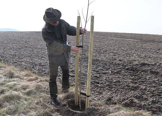 Kontrolowanie sadzenia drzew przez pracownika WPK, fot. M. Orlikowski grafika